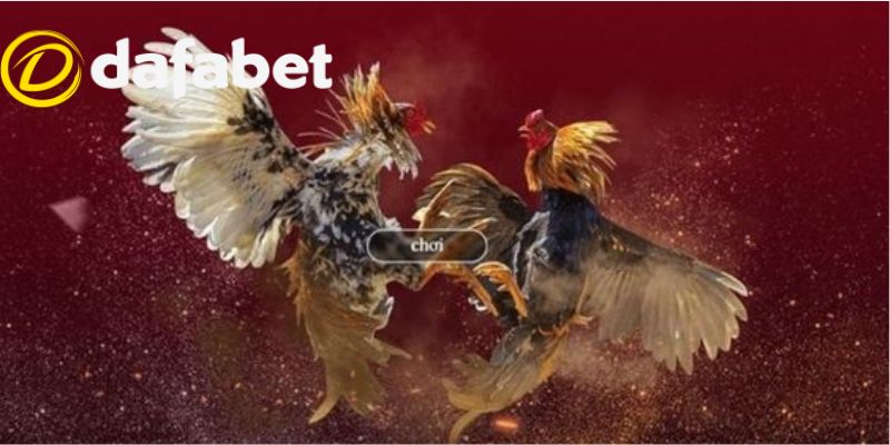 Đá Gà Dafabet 4 Hướng dẫn tham gia đặt cược đá gà trực tuyến tại Dafabet cho tân thủ