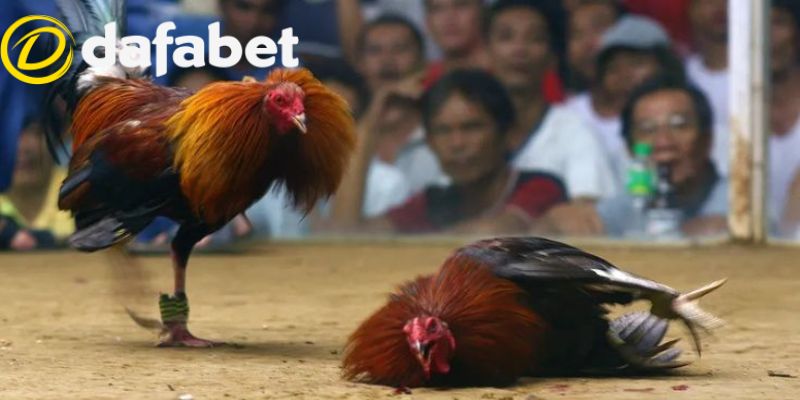 Đá Gà Dafabet 5 Các chiến thuật cần thiết để cược chọi gà Dafabet thành công