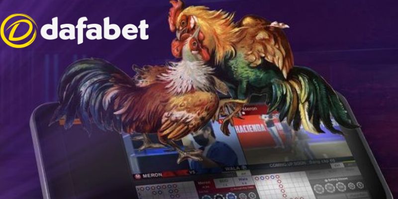 Đá Gà Dafabet 1 Tổng quan về sân chơi đá gà Dafabet