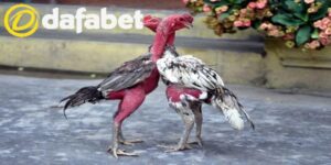 Tìm hiểu về đá gà cúp C1 Campuchia