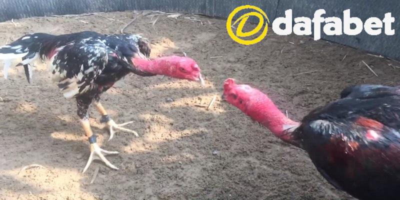 Livestream Đá Gà Chọi C1 Cực Kỳ Mãn Nhãn Tại Nhà Cái Dafabet 2 Ưu điểm khi xem đá gà chọi c1 ở DAFABET